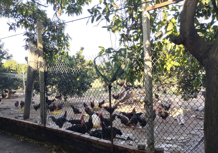 Trung tâm Dịch vụ tổng hợp xã hướng dẫn người dân một số biện pháp phòng, chống đói, rét cho đàn vật nuôi và thủy sản- Ảnh 3.