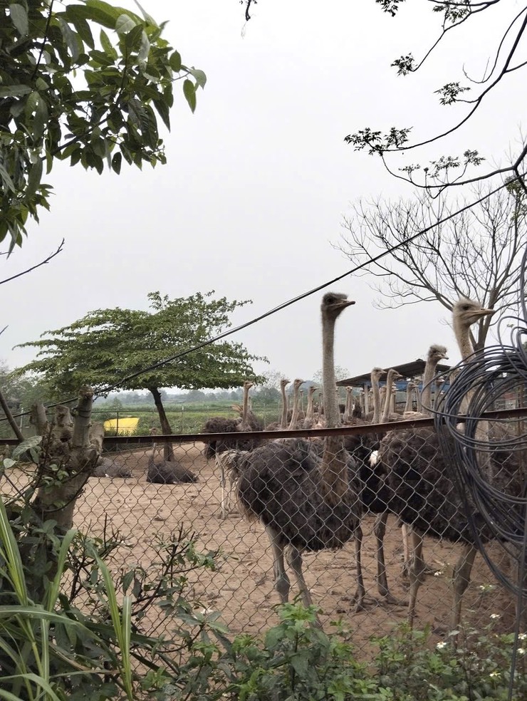 Trung tâm Dịch vụ tổng hợp xã hướng dẫn người dân một số biện pháp phòng, chống đói, rét cho đàn vật nuôi và thủy sản- Ảnh 2.