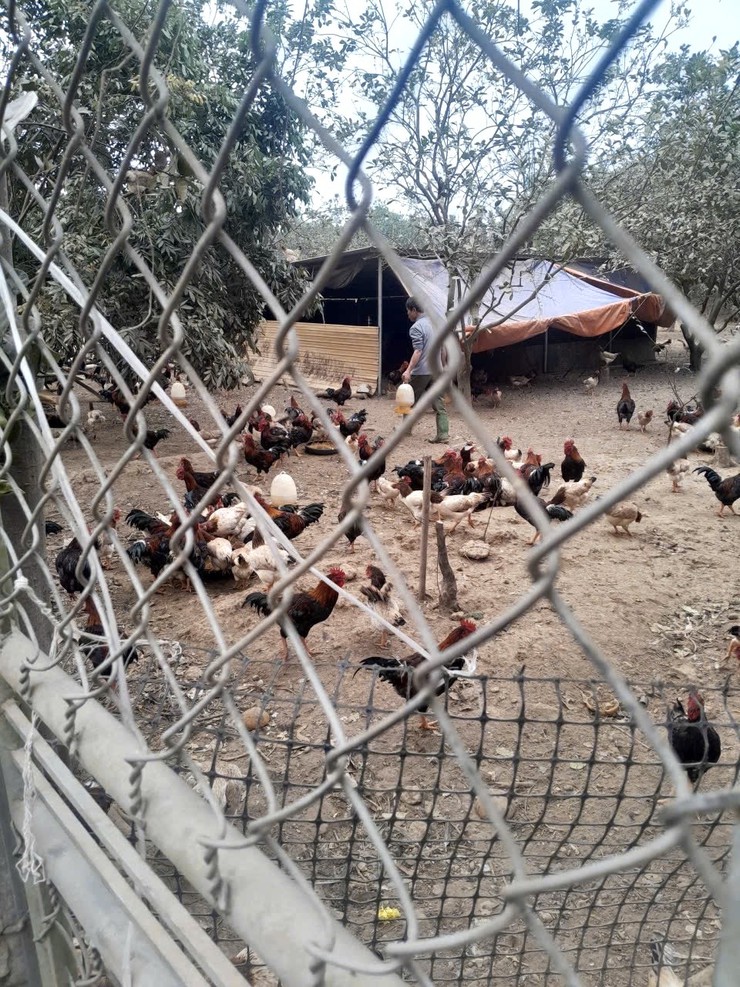 Trung tâm Dịch vụ tổng hợp xã hướng dẫn người dân một số biện pháp phòng, chống đói, rét cho đàn vật nuôi và thủy sản- Ảnh 1.