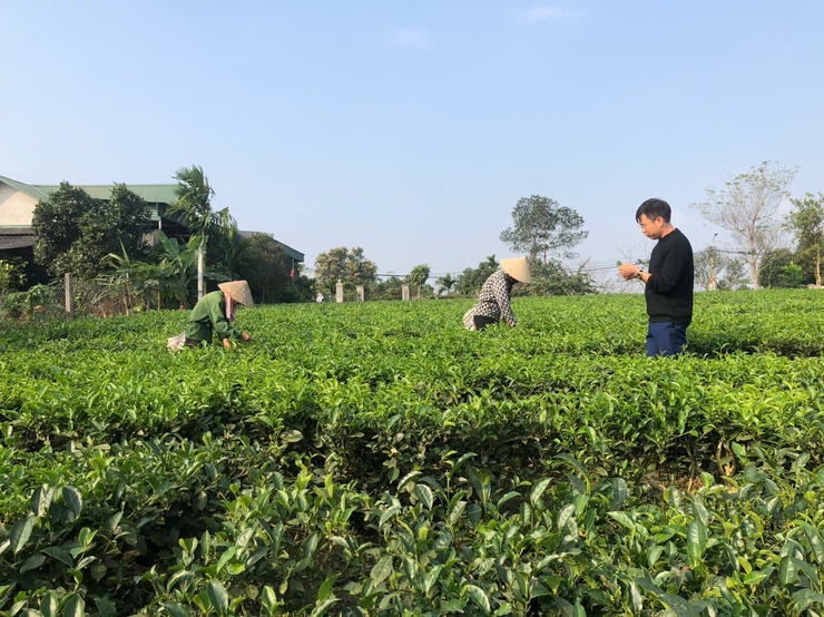 Trung tâm Dịch vụ tổng hợp xã Suối Hai tăng cường kiểm tra chăn nuôi, hướng dẫn phòng chống rét và chăm sóc chè tại thôn 4- Ảnh 4.