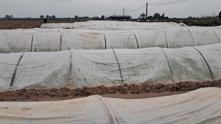 Xã Tiến Thắng chủ động công tác gieo cấy vụ Xuân năm 2026- Ảnh 1.