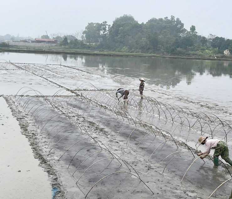 Trung tâm Dịch vụ tổng hợp xã Phú Nghĩa hướng dẫn Kỹ thuật gieo mạ và che phủ nilon chống rét cho mạ Xuân- Ảnh 2.