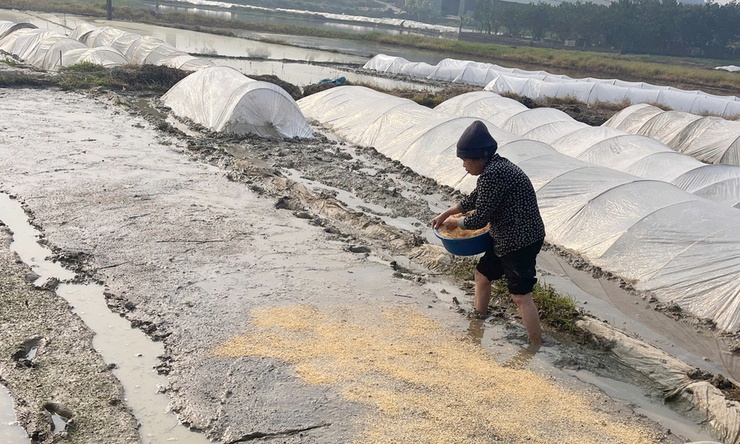 Hướng dẫn gieo mạ, chăm sóc mạ xuân năm 2026
- Ảnh 1.