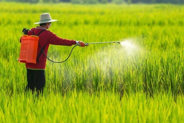 Hướng dẫn sử dụng thuốc bảo vệ thực vật và phân bón trong sản xuất rau, quả an toàn
- Ảnh 1.