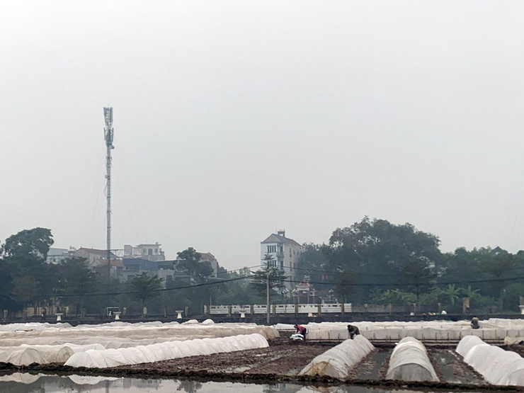 Nhân dân phường Chương Mỹ tập trung gieo cấy trong khung thời vụ- Ảnh 1.