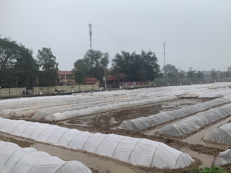 Nhân dân phường Chương Mỹ tập trung gieo cấy trong khung thời vụ- Ảnh 2.