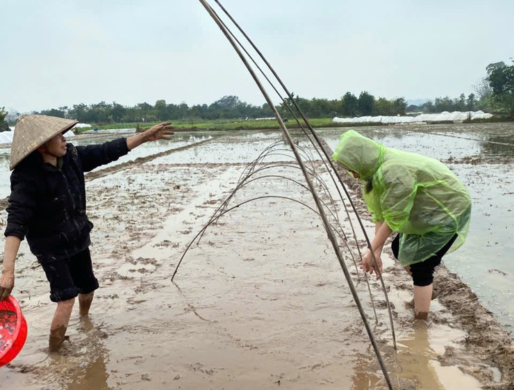 Nhân dân phường Chương Mỹ tập trung gieo cấy trong khung thời vụ- Ảnh 3.