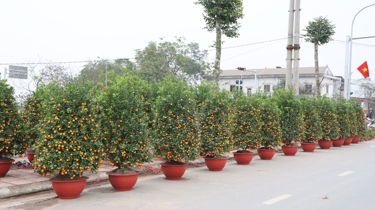 Chợ Hoa Xuân Bính Ngọ 2026 – Điểm nhấn văn hóa, thương mại đón Tết cổ truyền tại xã Tam Hưng

- Ảnh 4.