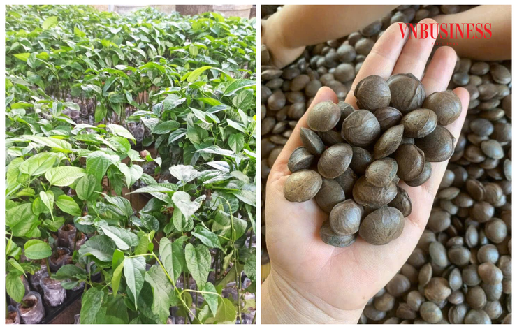 Bán nhà để khởi nghiệp với  hạt Sacha Inchi- Ảnh 4.