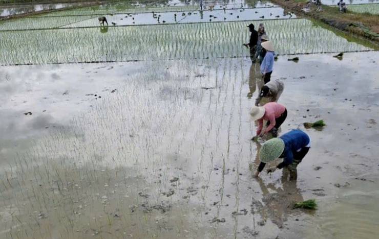 TRUNG TÂM DỊCH VỤ TỔNG HỢP XÃ ỨNG HÒA HƯỚNG DẪN KỸ THUẬT THÂM CANH LÚA CẢI TIẾN SRI VỤ XUÂN 2026.- Ảnh 1.