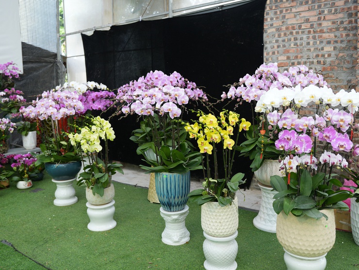 Lan Hồ Điệp Duyên Yết - sắc xuân từ nông nghiệp 
công nghệ cao Phú Xuyên
- Ảnh 3.