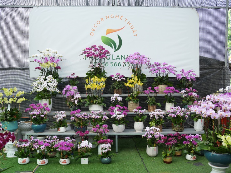 Lan Hồ Điệp Duyên Yết - sắc xuân từ nông nghiệp 
công nghệ cao Phú Xuyên
- Ảnh 2.