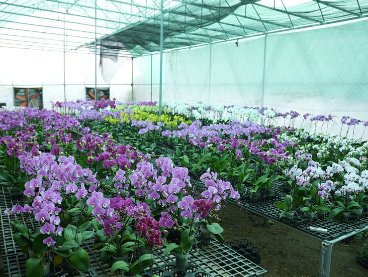 Lan Hồ Điệp Duyên Yết - sắc xuân từ nông nghiệp 
công nghệ cao Phú Xuyên
- Ảnh 8.