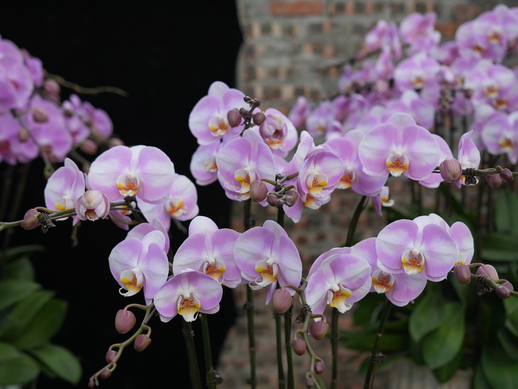 Lan Hồ Điệp Duyên Yết - sắc xuân từ nông nghiệp 
công nghệ cao Phú Xuyên
- Ảnh 9.