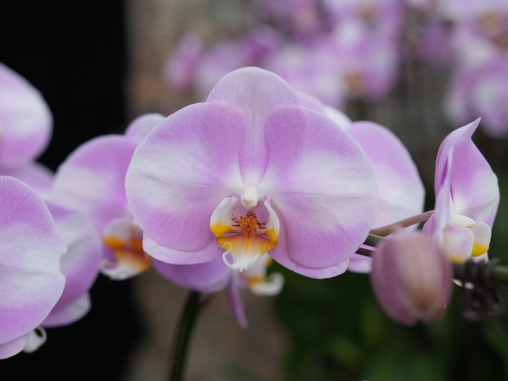 Lan Hồ Điệp Duyên Yết - sắc xuân từ nông nghiệp 
công nghệ cao Phú Xuyên
- Ảnh 10.