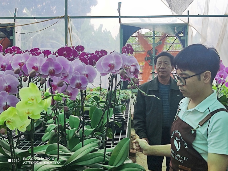 Lan Hồ Điệp Duyên Yết - sắc xuân từ nông nghiệp 
công nghệ cao Phú Xuyên
- Ảnh 5.