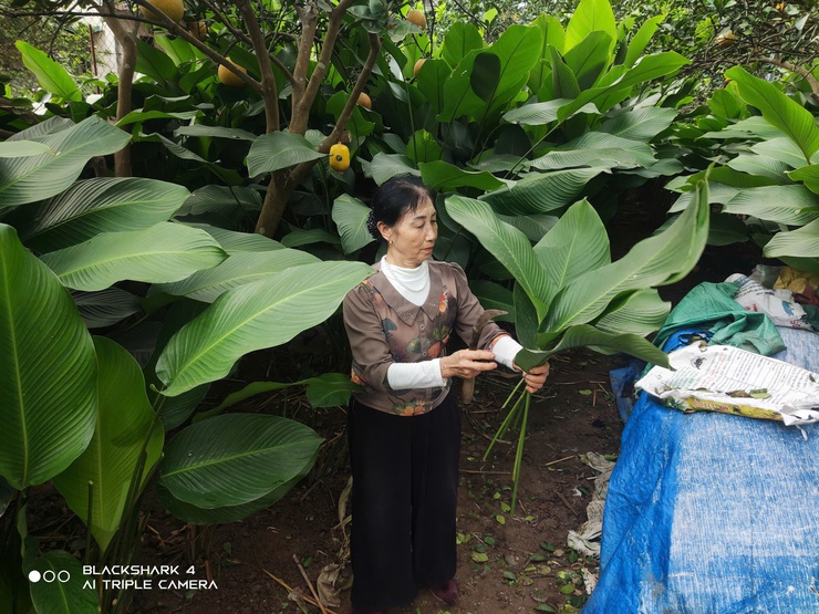 Lá dong Duyên Yết - giữ màu xanh Tết Việt- Ảnh 1.