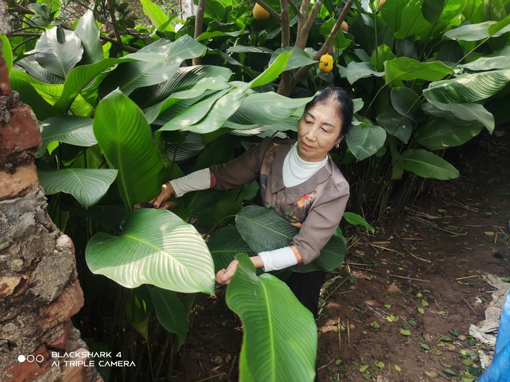 Lá dong Duyên Yết - giữ màu xanh Tết Việt- Ảnh 2.