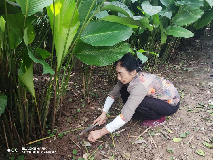 Lá dong Duyên Yết - giữ màu xanh Tết Việt- Ảnh 3.