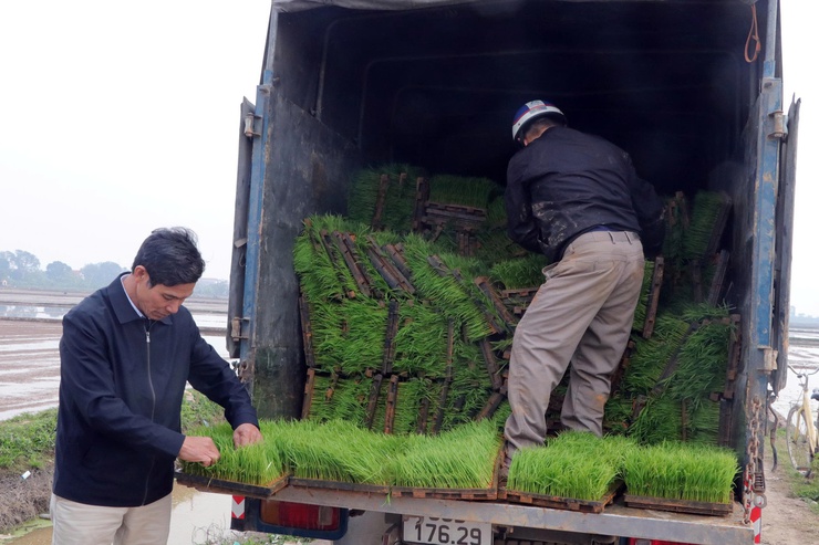 Trần Phú: áp dụng cấy máy đối với giống lúa J02 tại  khu đồng Sờ xã Trần Phú- Ảnh 1.