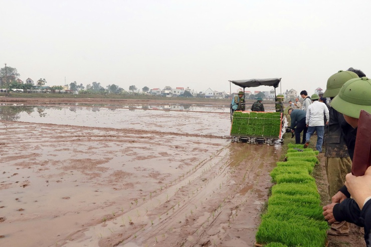 Trần Phú: áp dụng cấy máy đối với giống lúa J02 tại  khu đồng Sờ xã Trần Phú- Ảnh 2.