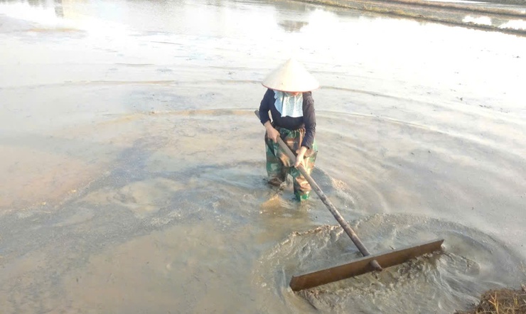 Đoài Phương đảm bảo gieo cấy vụ Xuân đúng lịch thời vụ- Ảnh 1.