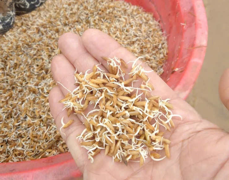 Đoài Phương đảm bảo gieo cấy vụ Xuân đúng lịch thời vụ- Ảnh 2.