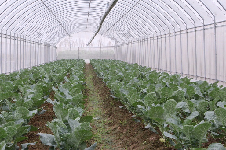 Chuyện về người “kỹ sư chân đất” Trần Thị Ngọ – Nâng tầm rau sạch tại khu đồng Ngói- Ảnh 1.