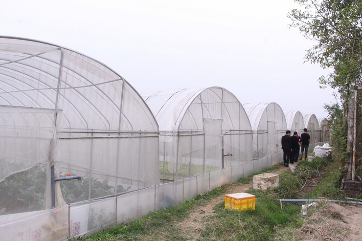 Chuyện về người “kỹ sư chân đất” Trần Thị Ngọ – Nâng tầm rau sạch tại khu đồng Ngói- Ảnh 2.