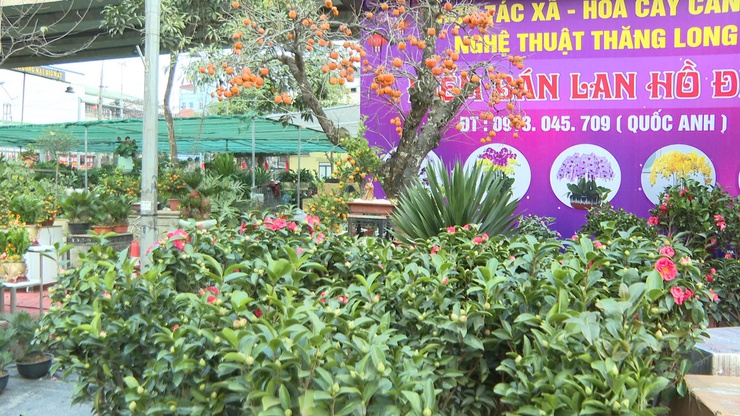 XÃ VĨNH THANH KHAI MẠC HỘI CHỢ HOA XUÂN BÍNH NGỌ NĂM 2026- Ảnh 7.