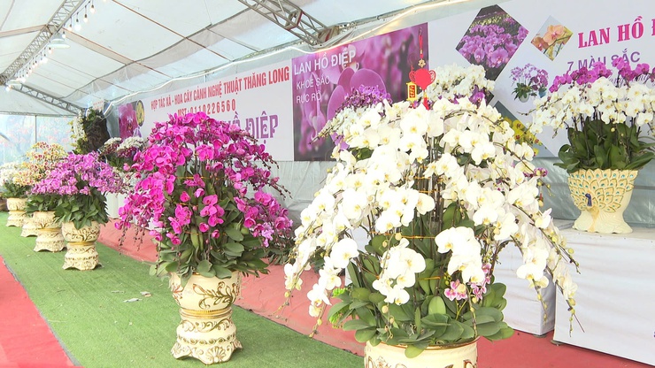 XÃ VĨNH THANH KHAI MẠC HỘI CHỢ HOA XUÂN BÍNH NGỌ NĂM 2026- Ảnh 8.