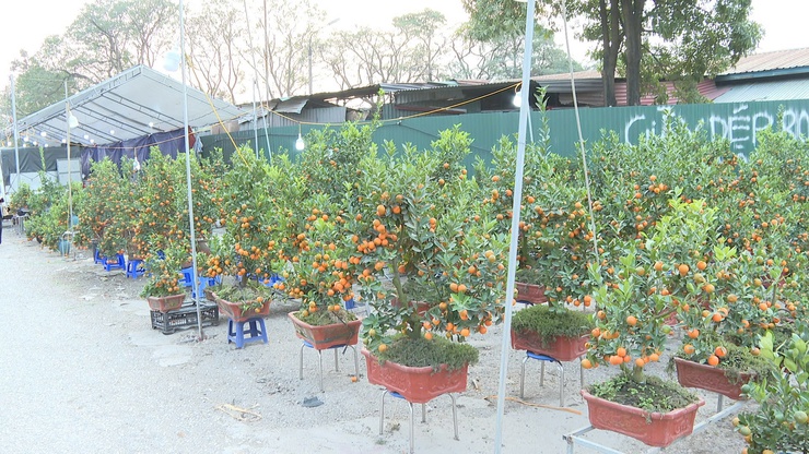 XÃ VĨNH THANH KHAI MẠC HỘI CHỢ HOA XUÂN BÍNH NGỌ NĂM 2026- Ảnh 14.