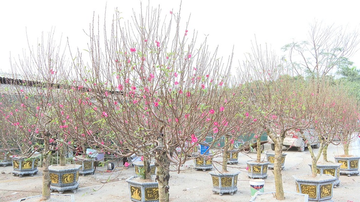 XÃ VĨNH THANH KHAI MẠC HỘI CHỢ HOA XUÂN BÍNH NGỌ NĂM 2026- Ảnh 10.