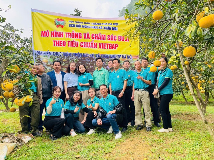HỘI NÔNG DÂN XÃ XUÂN MAI ĐẨY MẠNH KIỂM TRA, NHÂN RỘNG CÁC MÔ HÌNH SẢN XUẤT NÔNG NGHIỆP HIỆU QUẢ- Ảnh 1.