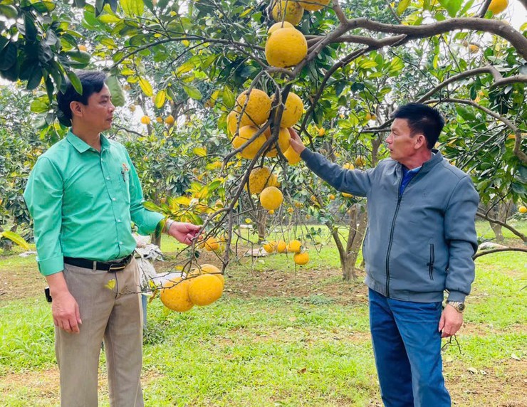 HỘI NÔNG DÂN XÃ XUÂN MAI ĐẨY MẠNH KIỂM TRA, NHÂN RỘNG CÁC MÔ HÌNH SẢN XUẤT NÔNG NGHIỆP HIỆU QUẢ- Ảnh 2.