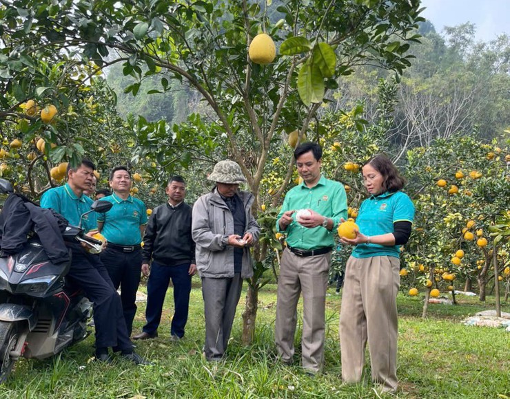 HỘI NÔNG DÂN XÃ XUÂN MAI ĐẨY MẠNH KIỂM TRA, NHÂN RỘNG CÁC MÔ HÌNH SẢN XUẤT NÔNG NGHIỆP HIỆU QUẢ- Ảnh 3.