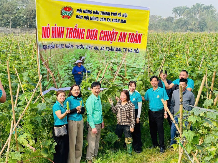 HỘI NÔNG DÂN XÃ XUÂN MAI ĐẨY MẠNH KIỂM TRA, NHÂN RỘNG CÁC MÔ HÌNH SẢN XUẤT NÔNG NGHIỆP HIỆU QUẢ- Ảnh 4.