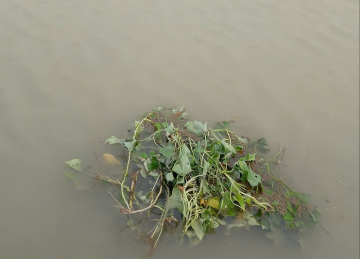 HƯỚNG DẪN PHÒNG TRỪ ỐC BƯƠU VÀNG HẠI LÚA XUÂN.- Ảnh 2.