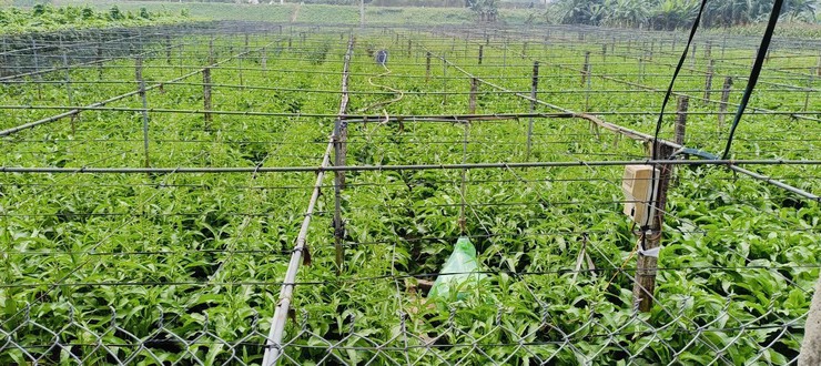 Trung tâm Dịch vụ tổng hợp xã tuyên truyền về các mối nguy mất an toàn trong sử dụng nước tưới đối với sản xuất cây rau- Ảnh 1.