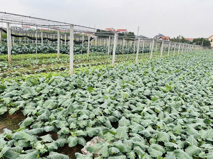 Trung tâm Dịch vụ tổng hợp xã tuyên truyền về các mối nguy mất an toàn trong sử dụng nước tưới đối với sản xuất cây rau- Ảnh 2.