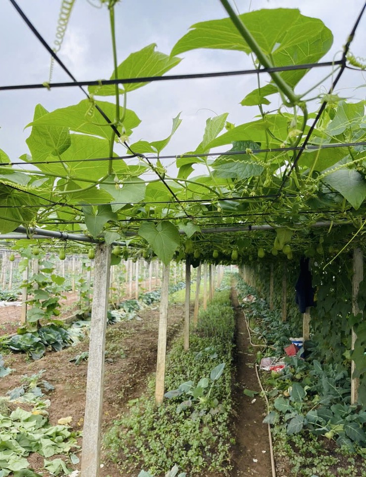 Trung tâm Dịch vụ tổng hợp xã tuyên truyền về các mối nguy mất an toàn trong sử dụng nước tưới đối với sản xuất cây rau- Ảnh 3.