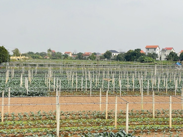 Trung tâm Dịch vụ tổng hợp xã tuyên truyền về các mối nguy mất an toàn trong sử dụng nước tưới đối với sản xuất cây rau- Ảnh 5.