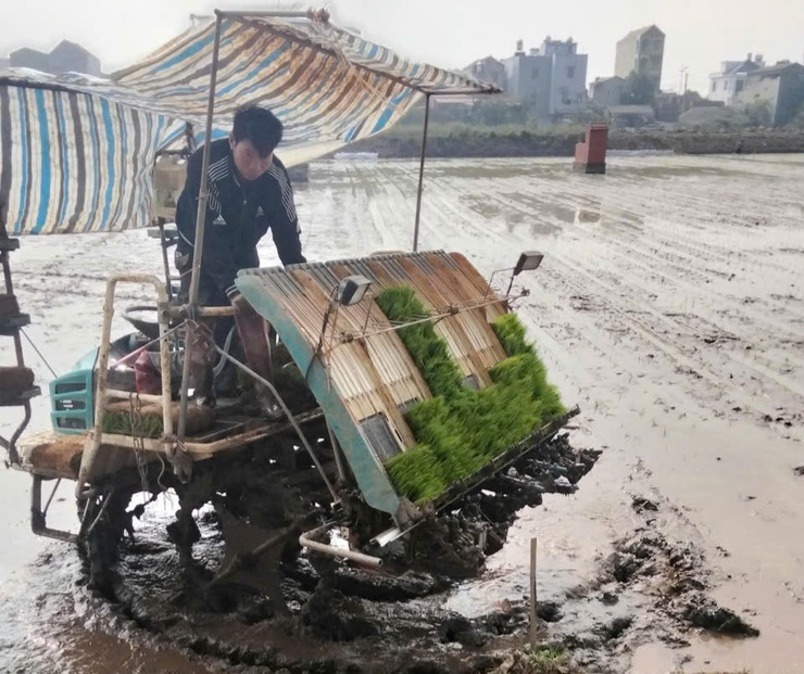 NÔNG DÂN XÃ ỨNG HÒA TẬP TRUNG XUỐNG ĐỒNG GIEO CẤY LÚA XUÂN.- Ảnh 1.
