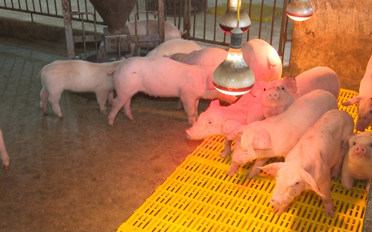 Chủ động các biện pháp phòng chống rét đậm
- Ảnh 1.