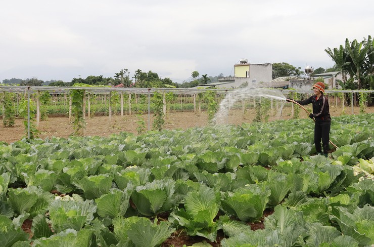 Sở nông nghiệp và môi trường Hà Nội đề nghị các xã chủ động phòng chống rét đậm, rét hại và triển khai vụ Xuân 2026.- Ảnh 1.