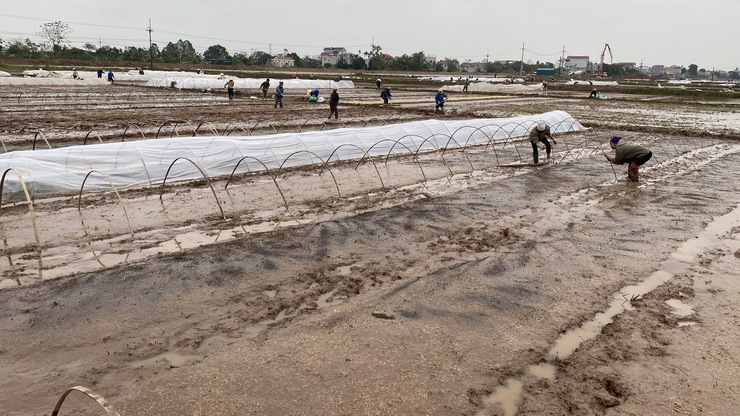 CÁC BIỆN PHÁP PHÒNG CHỐNG RÉT CHO MẠ XUÂN 2026- Ảnh 1.