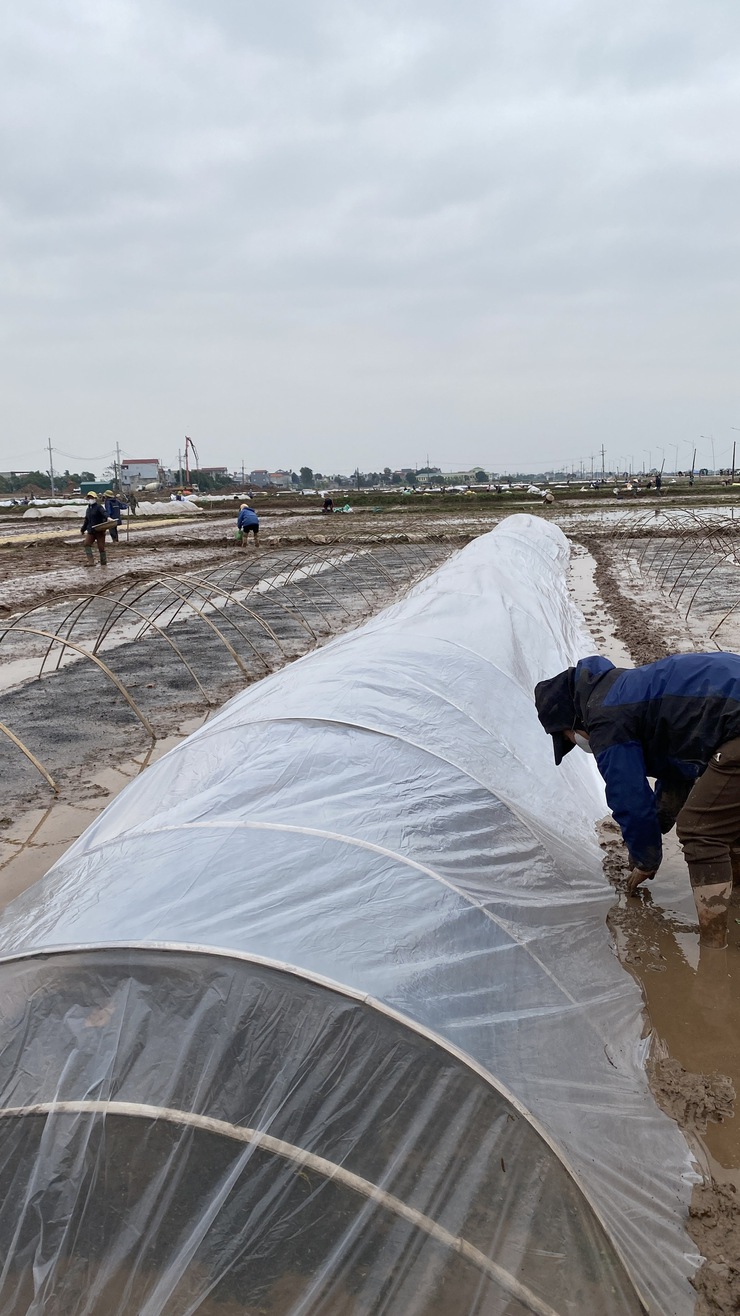 CÁC BIỆN PHÁP PHÒNG CHỐNG RÉT CHO MẠ XUÂN 2026- Ảnh 2.