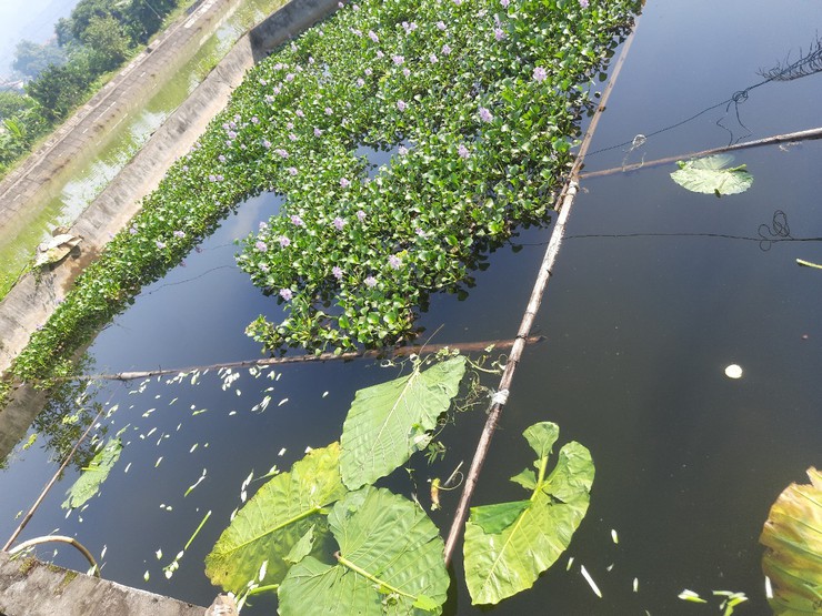 Trung tâm Dịch vụ Tổng hợp xã Phú xuyên, có một số lưu ý khi nuôi cá trong mùa đông cho bà con- Ảnh 1.