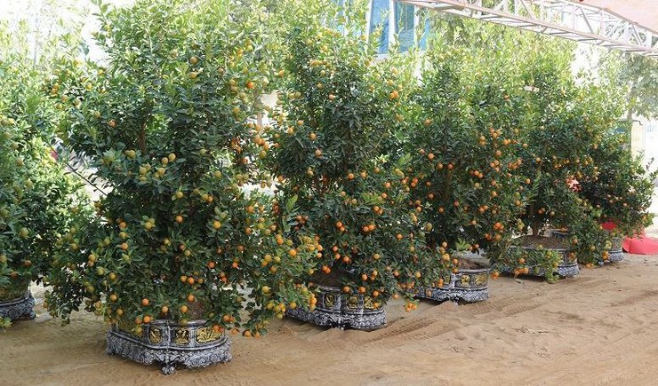 Hội chợ Hoa Xuân Bính Ngọ 2026 xã Quốc Oai: Cơ hội thuận lợi cho tiểu thương – Không thu phí thuê gian hàng- Ảnh 3.