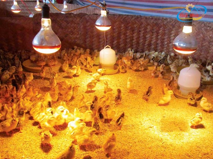 Chủ động phòng, chống đói rét cho đàn vật nuôi- Ảnh 3.